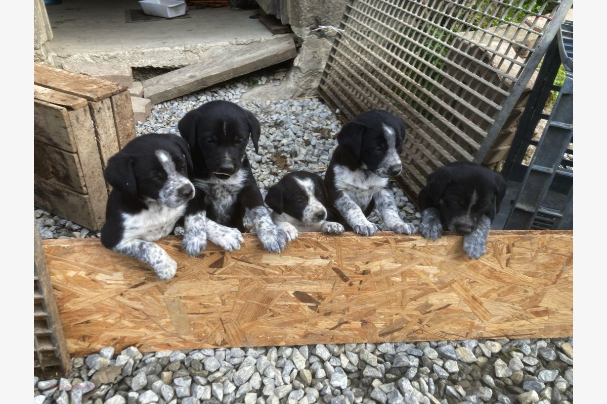 Chiots croisés border Collie - 30241397_56052ca50a5063deba2d1f28f70a2935.jpg