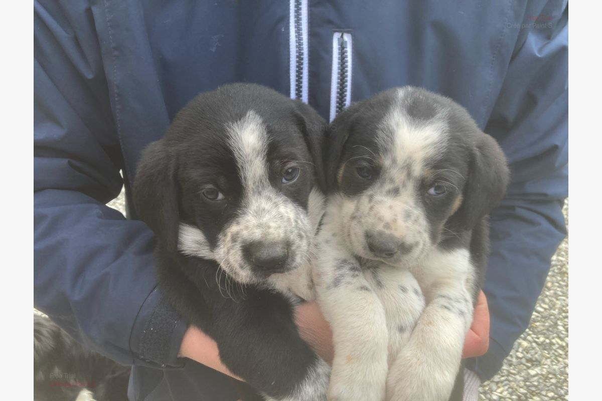 Photo 1 Chiots croisés border Collie