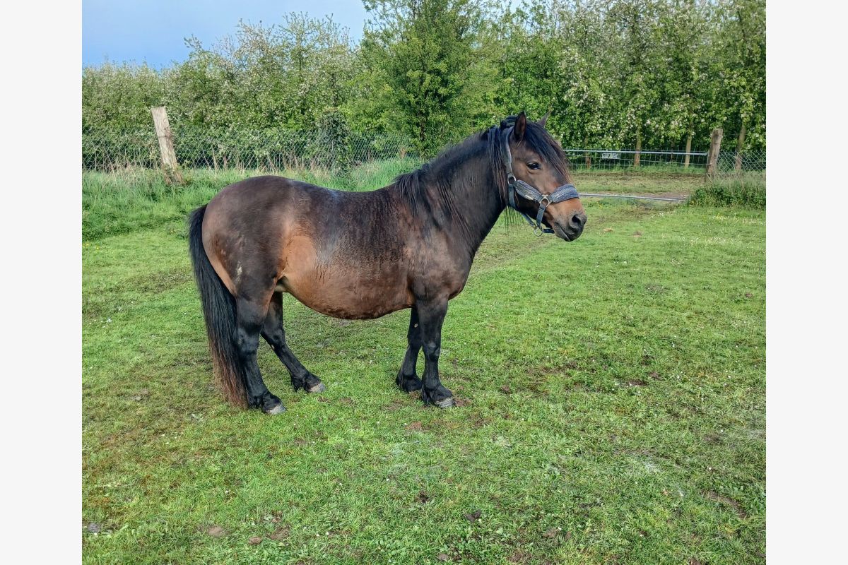 Photo 1 Double ponette