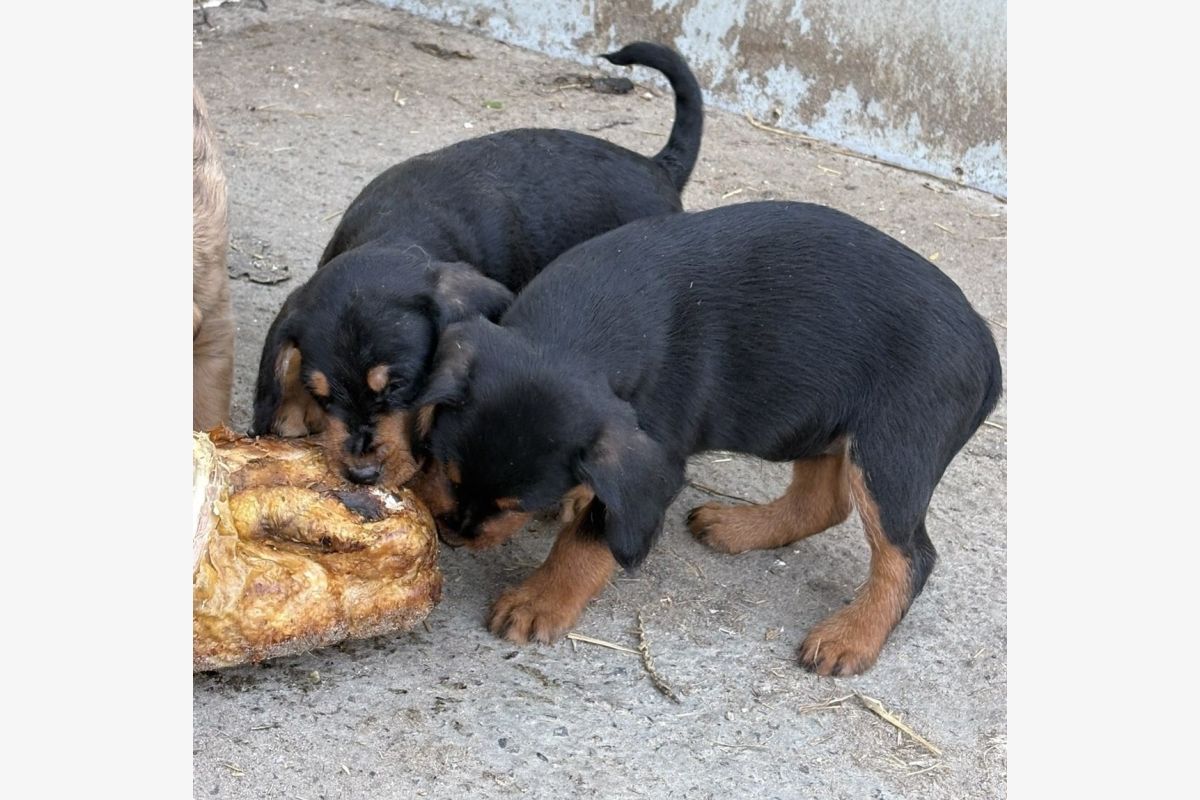 Photo 1 Croisé basset des Alpes/ jagd terrier