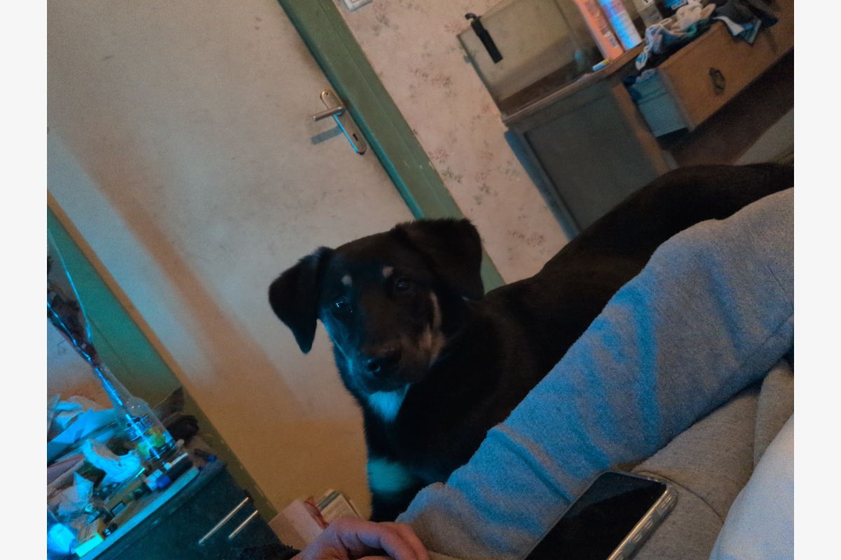 Chiot beauceron  - 30241529_643282521b970573537b33862e154d1e.jpg