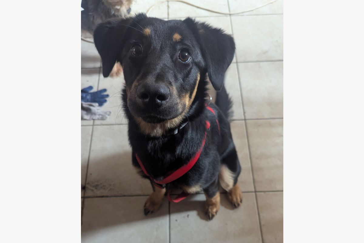 Photo 1 Chiot beauceron 