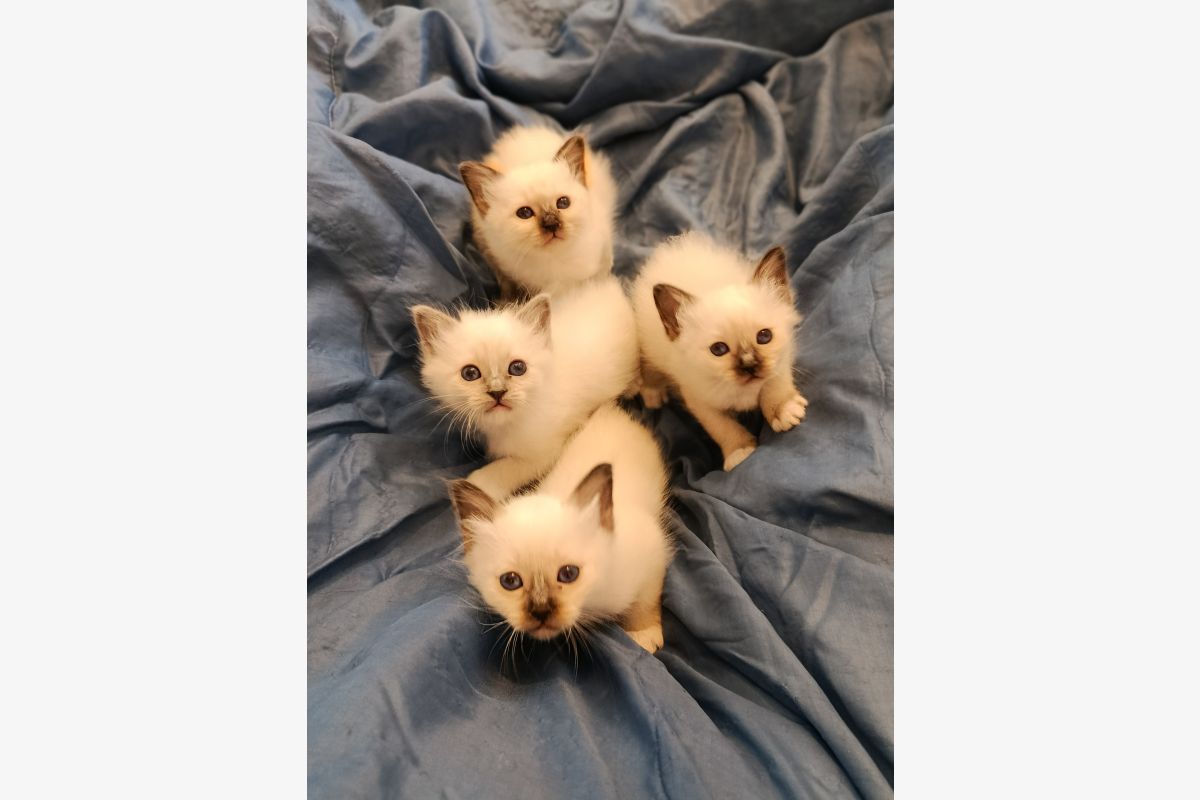 Photo 1 A réserver chatons sacré de birmanie