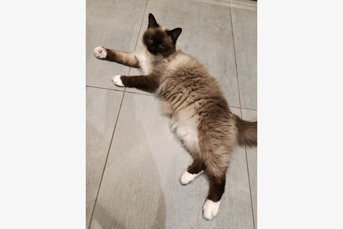 A réserver chatons sacré de birmanie - 30241544_42fb9dbbf64353a119cef52e5aeec7ec.jpg