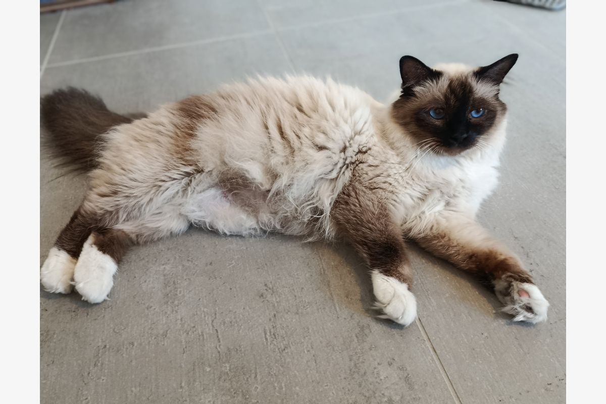 A réserver chatons sacré de birmanie - 30241544_60f1d678b3a6b80345a6866b27f0fbcb.jpg