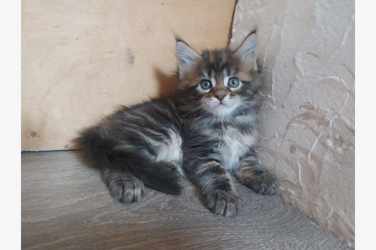 Chatons Maine-coon - 30241922_8c88d9354059ca6f8815c72978aa10a8.jpg