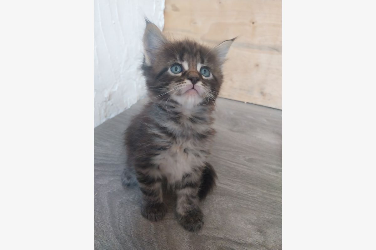 Photo 1 Chatons Maine-coon