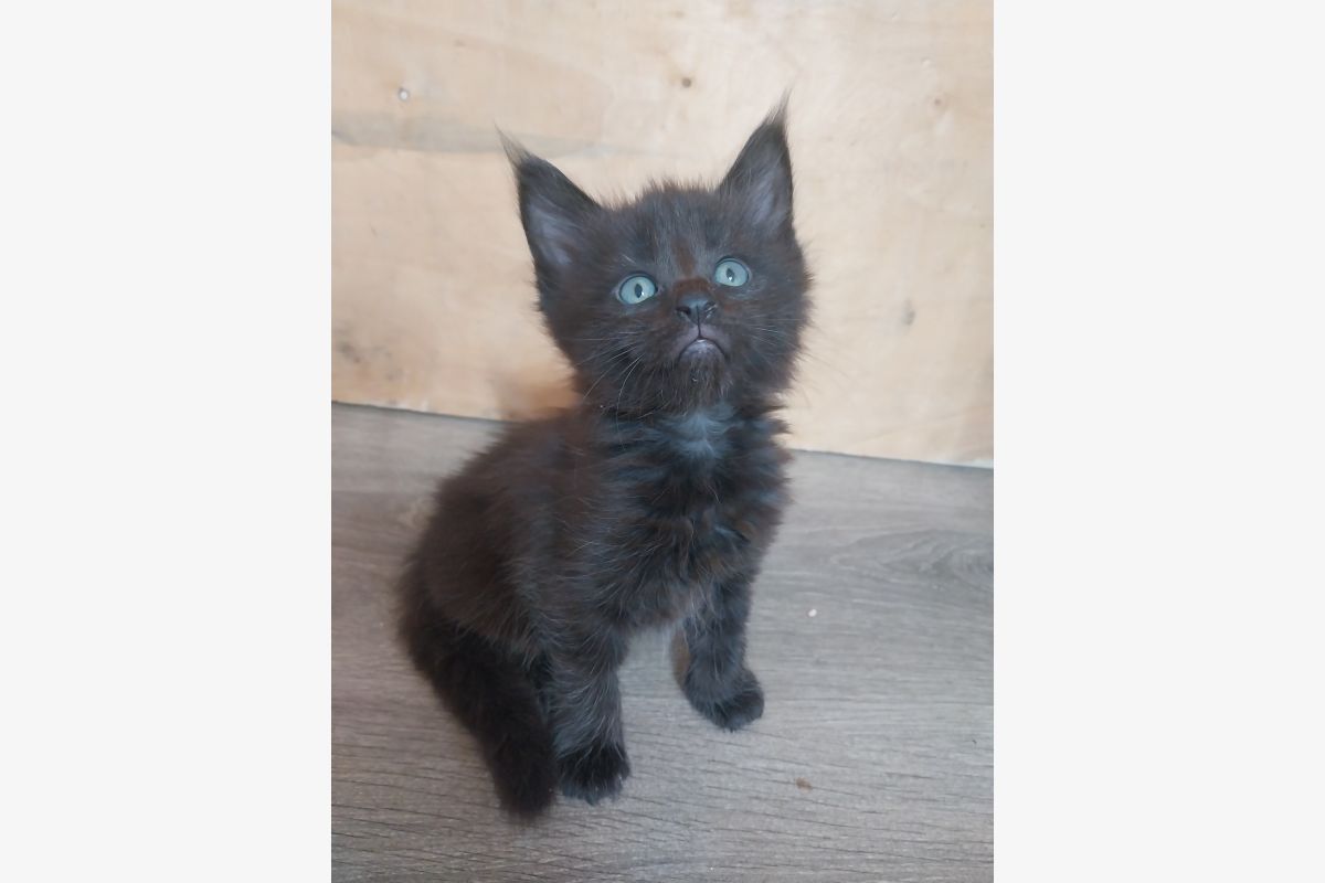 Chatons Maine-coon - 30241922_efa317c11d469b02aa078338f14ba0fd.jpg