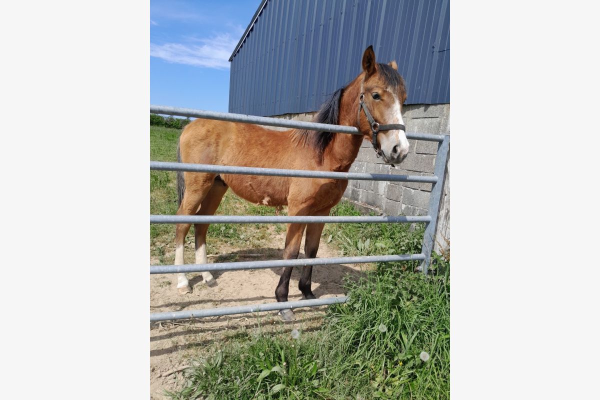 Photo 1 Poulain
