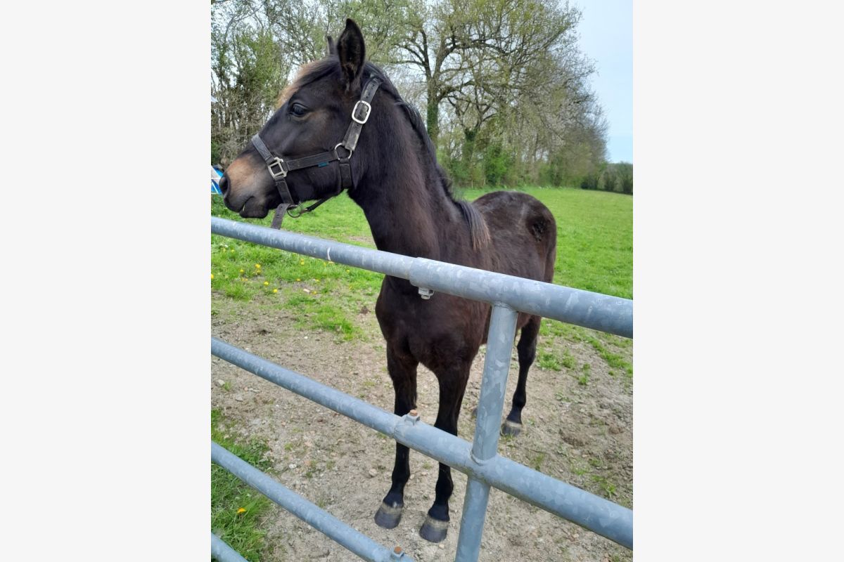 Photo 1 Pouliche