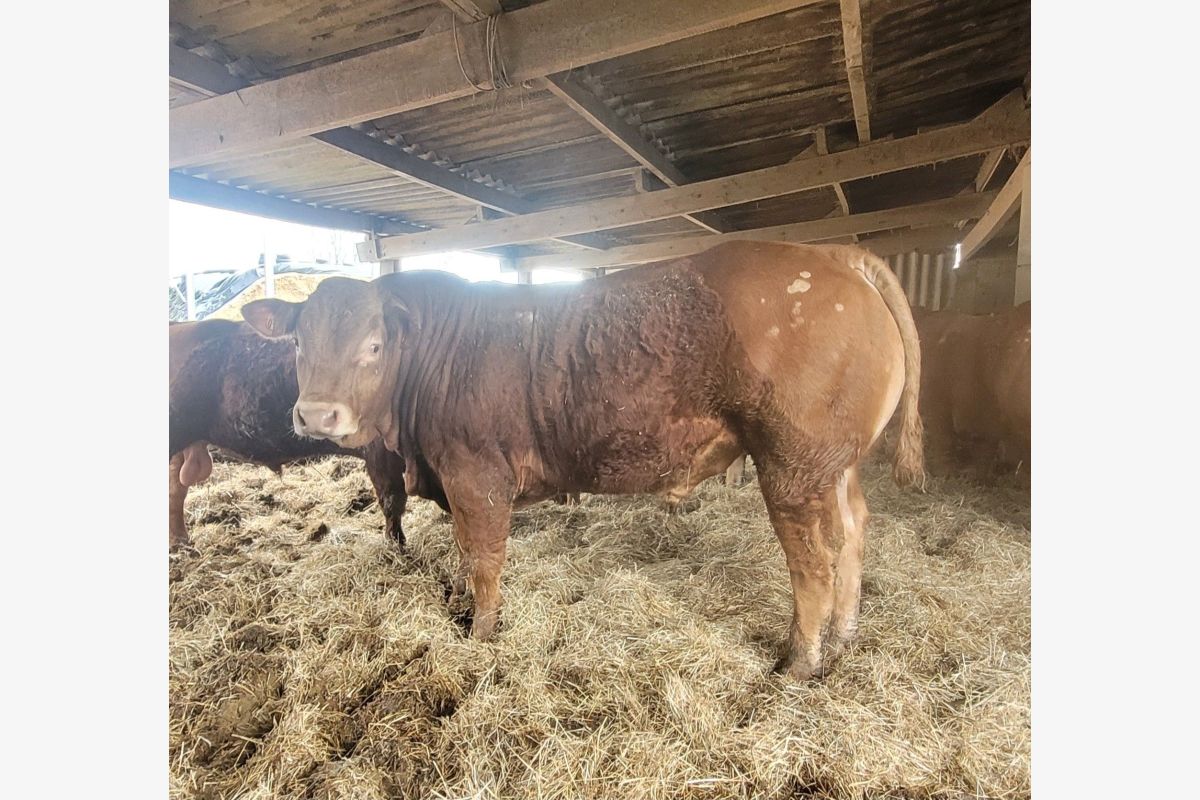 Photo 1 Limousins
