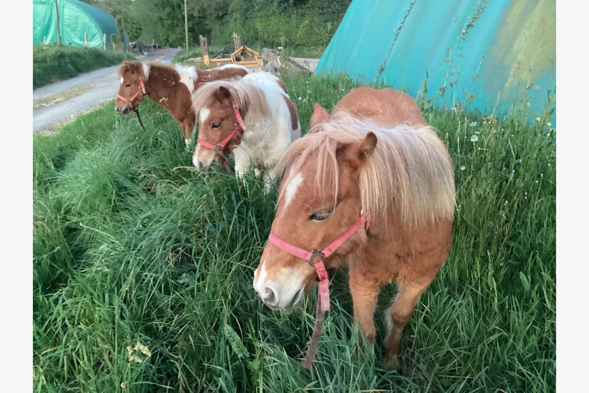 Photo 1 Ponettes et poney shetland
