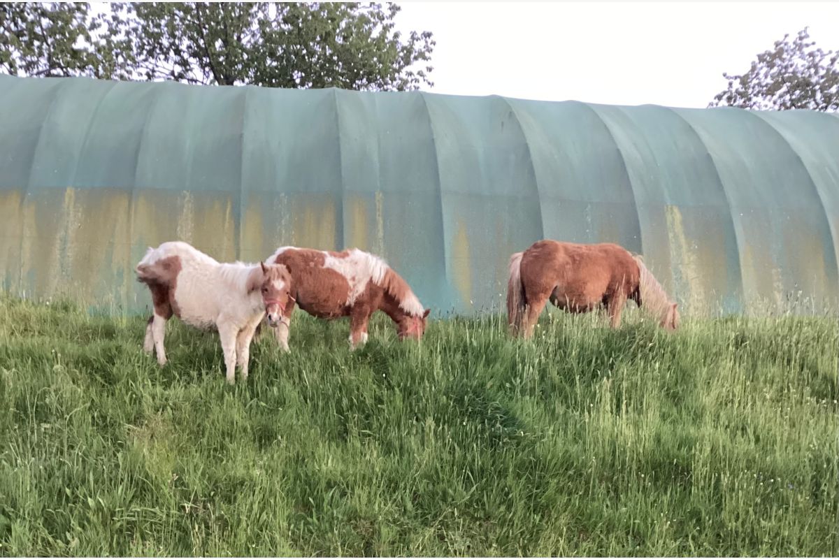 Ponettes et poney shetland - 30242602_c60eebeff4d38599d4d946bf827b7271.jpg