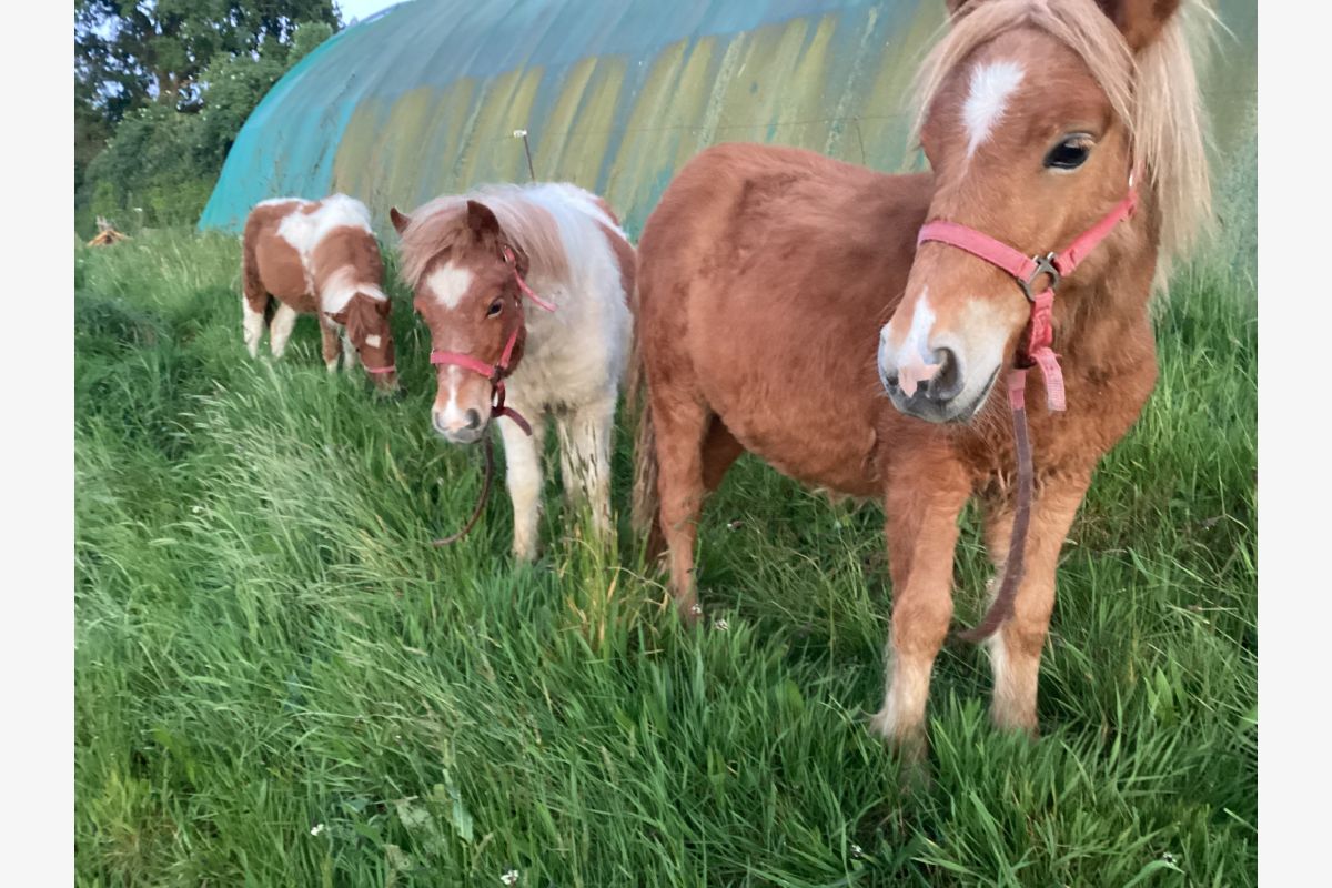 Ponettes et poney shetland - 30242602_e626358143e435dc460b5052429626b4.jpg