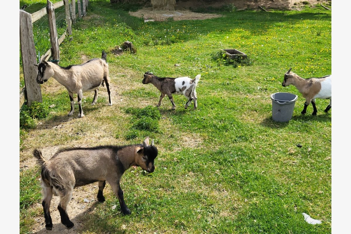 Photo 1 Couple de chevreaux