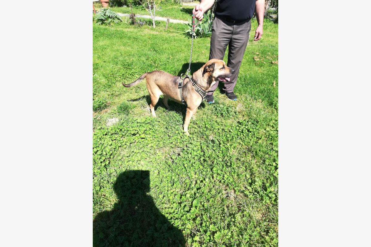 Photo 1 Chienne Croisée Cane Corso à donner