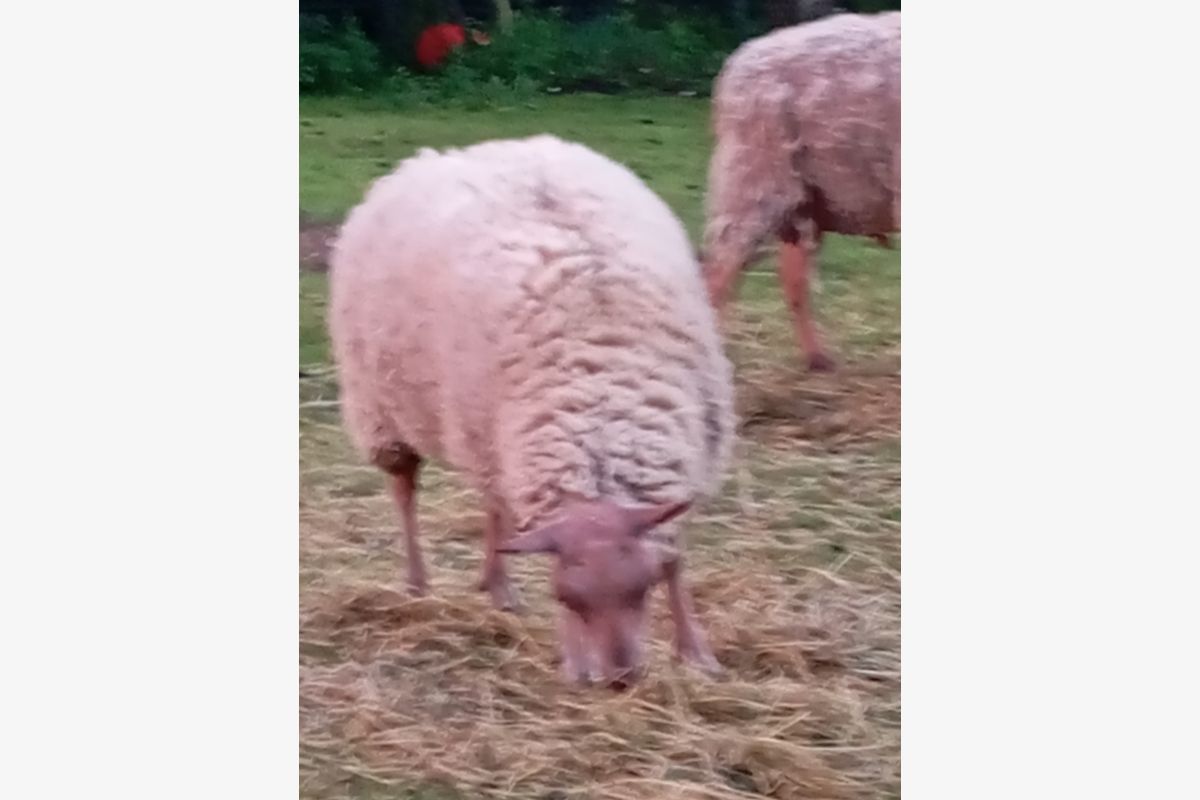 Un agneau de  rouge de l'ouest de 15 mois  - 30242890_e1d050f96d671e0bfd79fc70b0a3172a.jpg