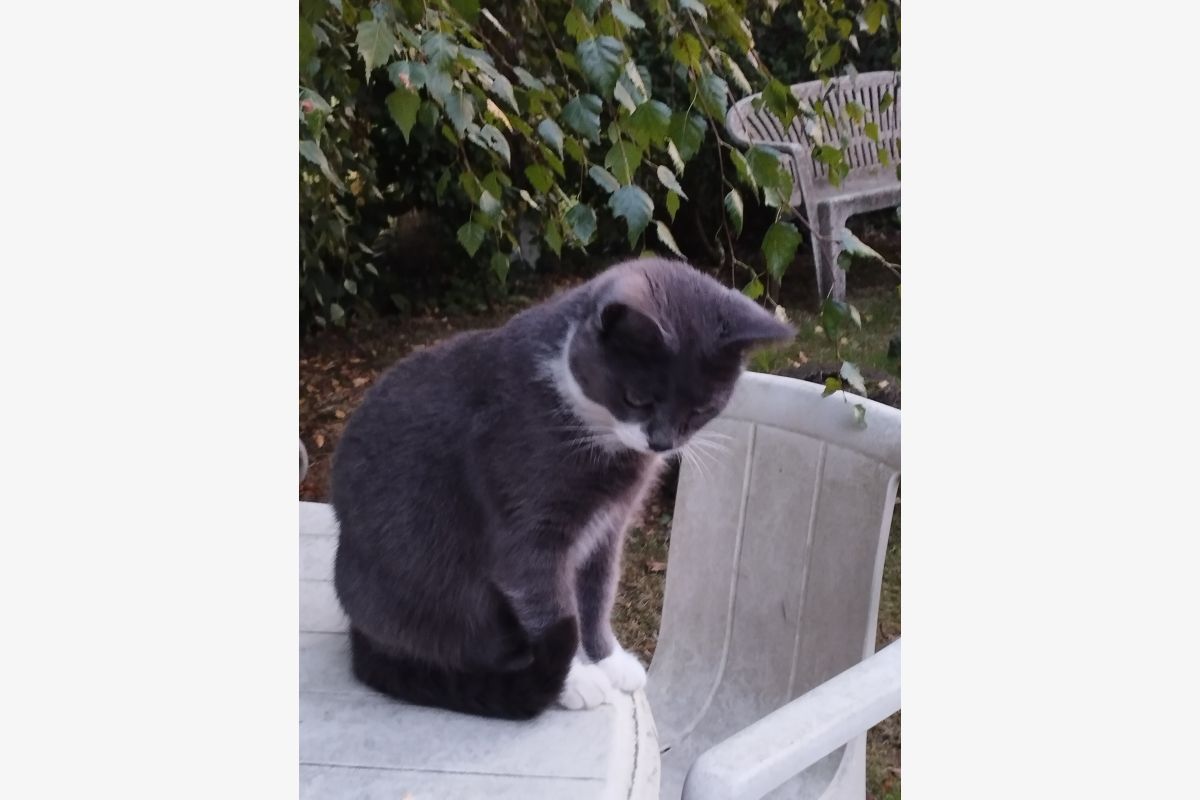 Perdu petite chatte  - 30242897_7a3da44425466f0b6a5f5a9042b7323d.jpg