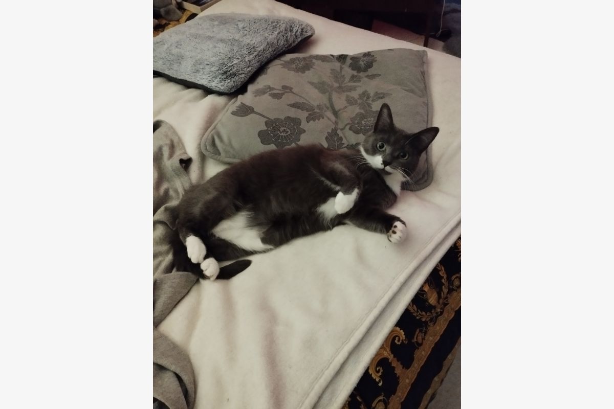 Photo 1 Perdu petite chatte