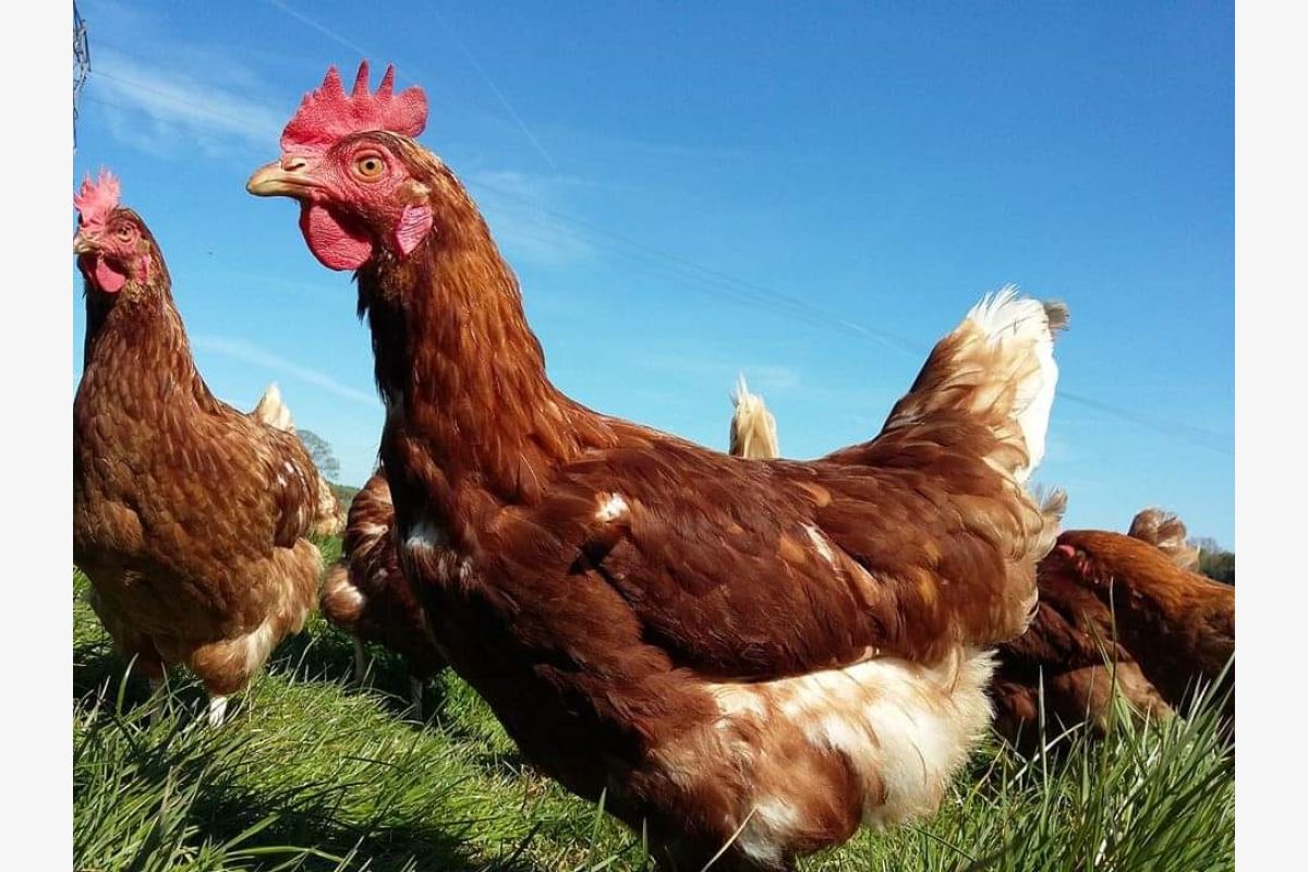 Photo 1 Poules Pondeuses Lable Rouge