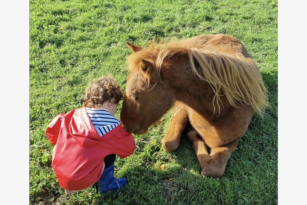 Poney 1m30 - 30243220_267b35e27fa7452577c59f05e5b703f8.jpg