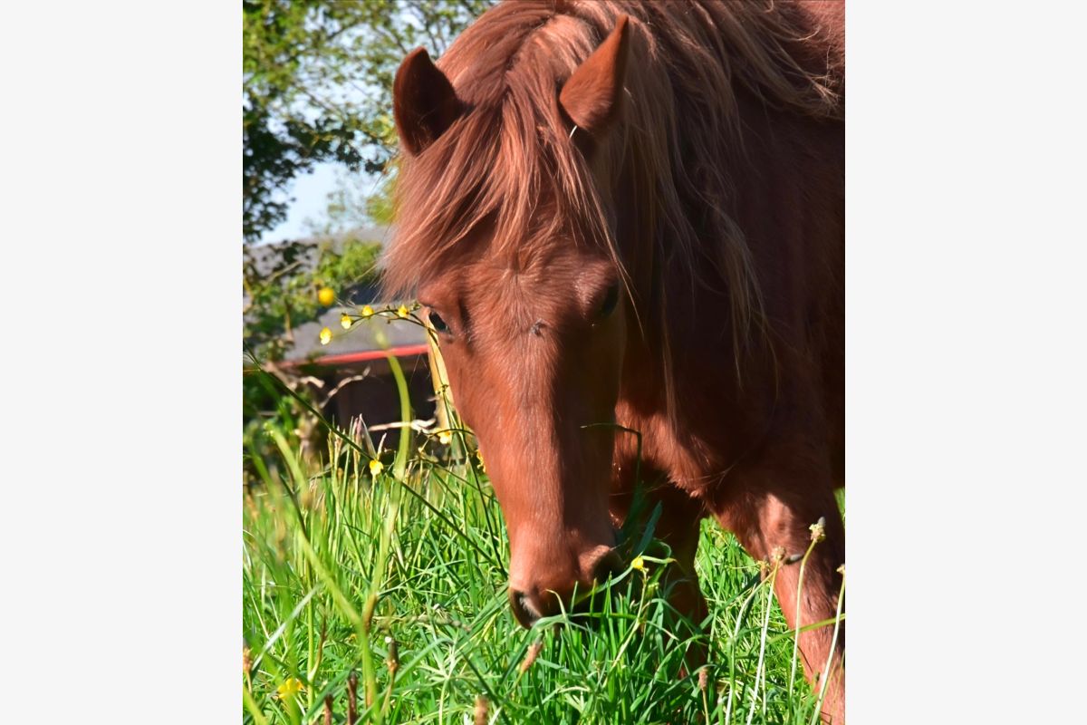 Poney 1m30 - 30243220_719e5c8ee09df332fc5afdffa47af7a0.jpg