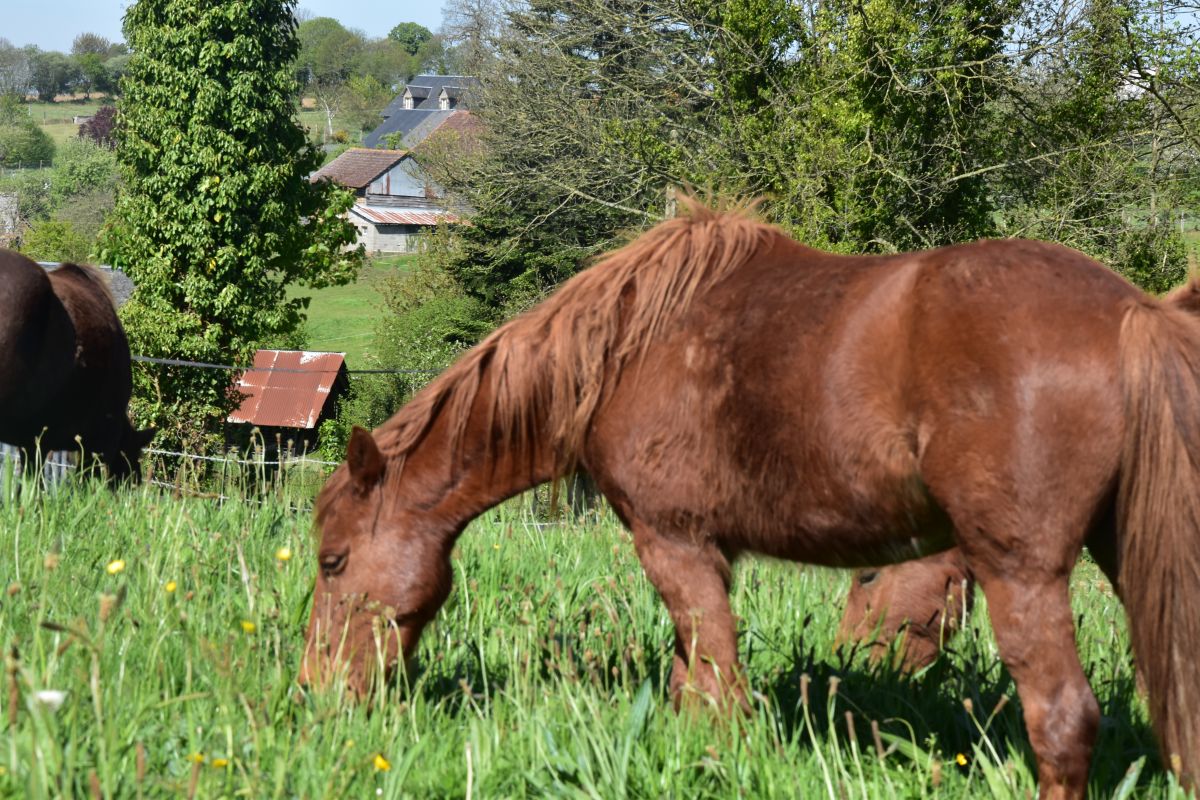 Photo 1 Poney 1m30
