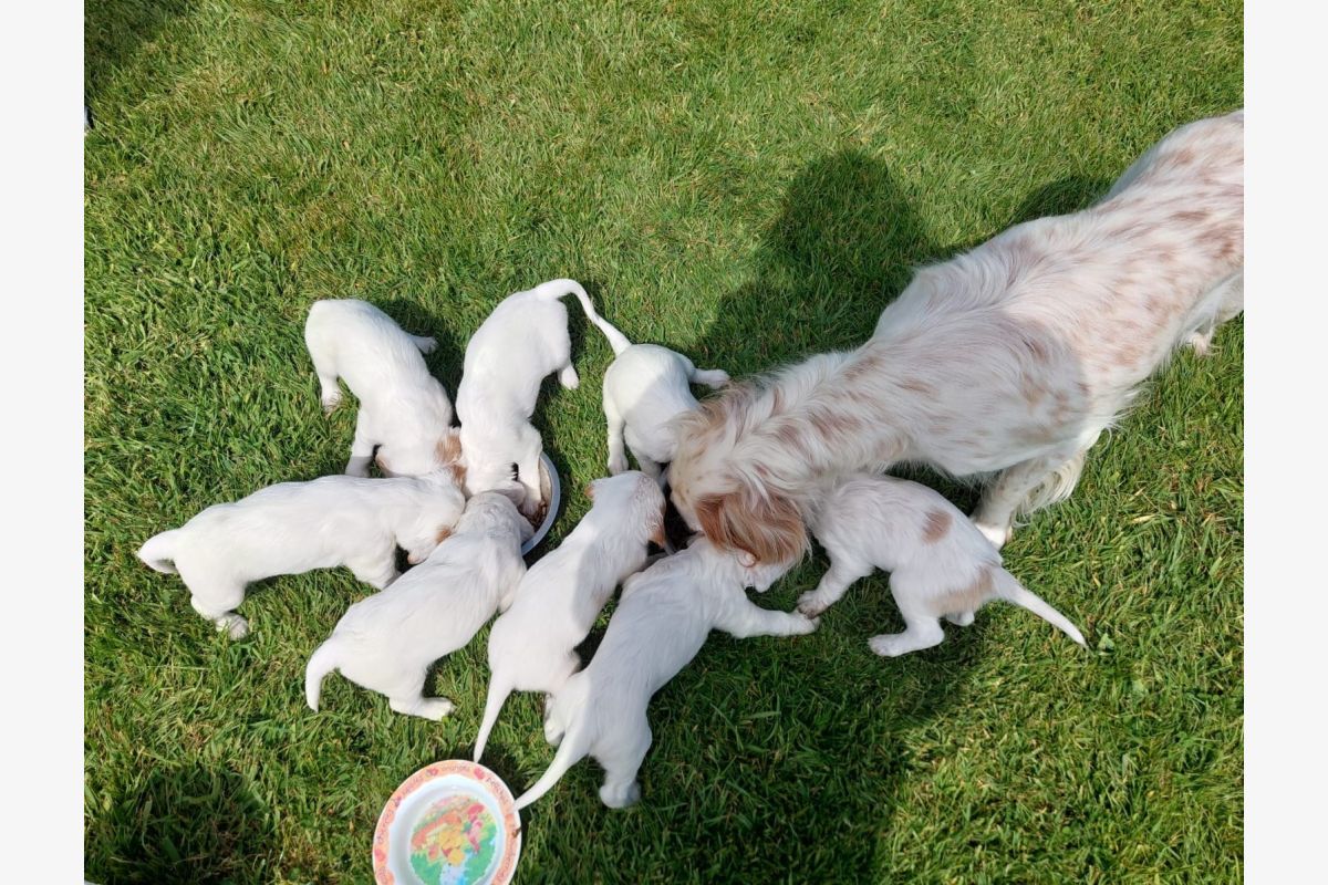 Photo 1 Apparence setter anglais lemon à réserver