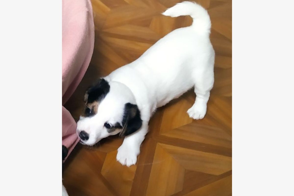 Photo 1 Chiots race jack russel