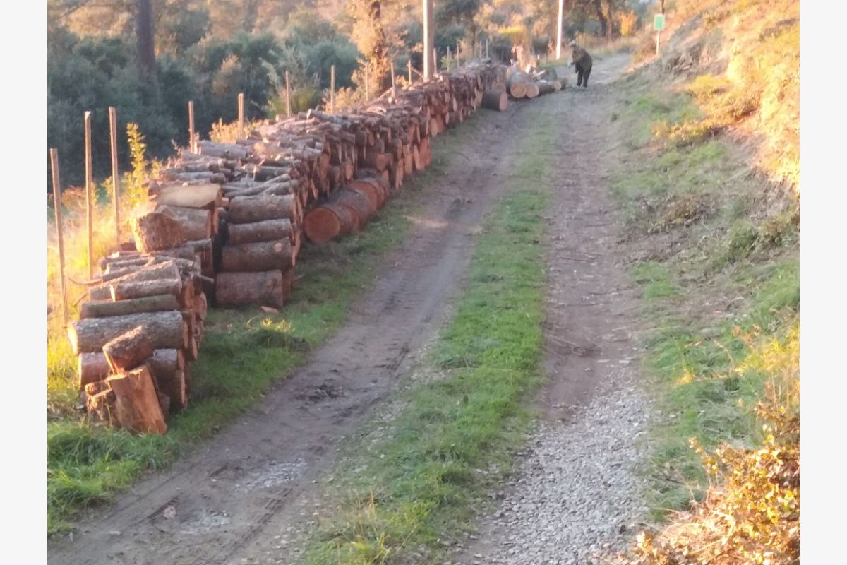 Bois de chauffage, cèdre - 30243424_9ed569402b69eb0a22cd9238ee35f22d.jpg