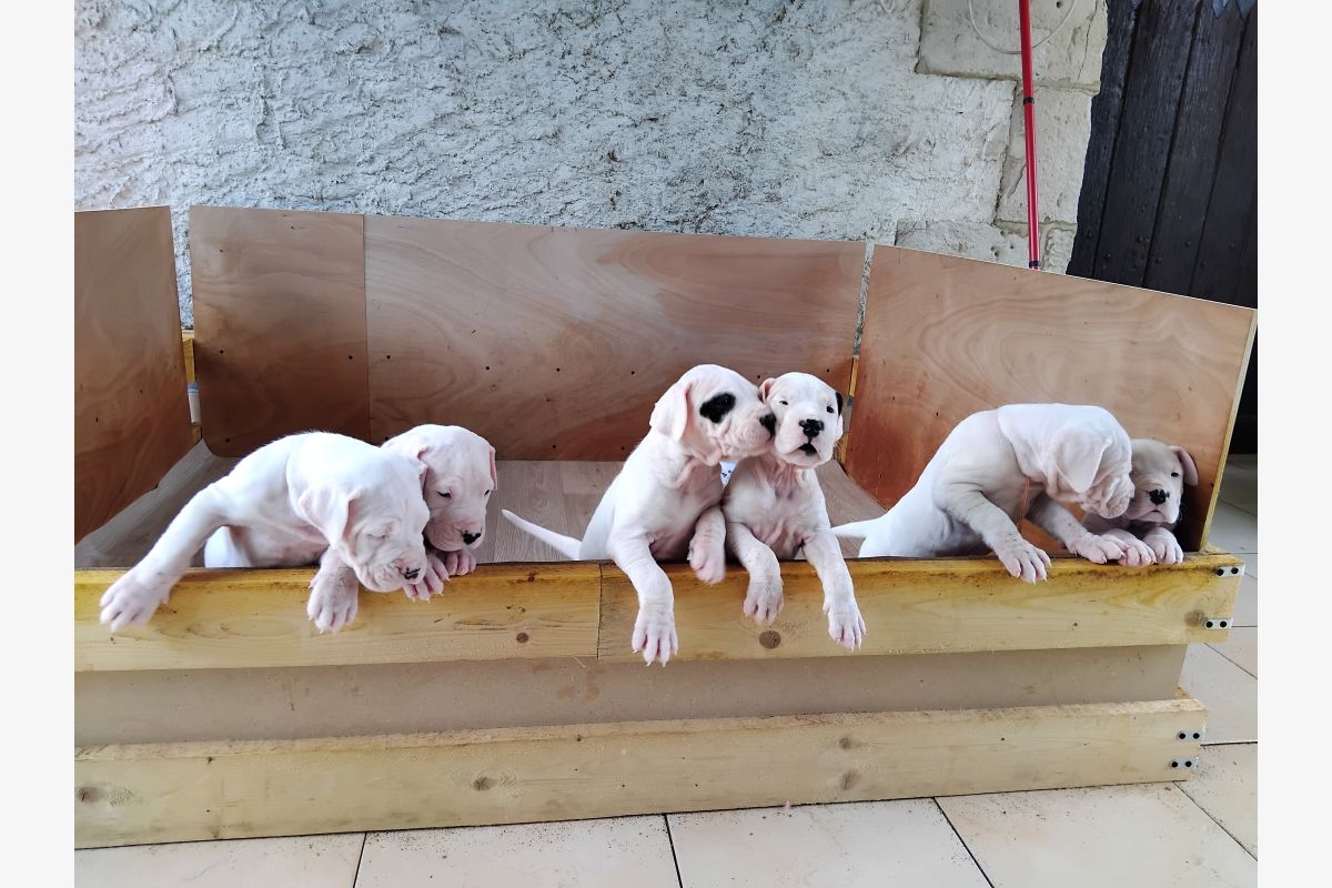 Photo 1 Chiots race dogue argentin LOF – 6 femelles – nées le 27/03/2026