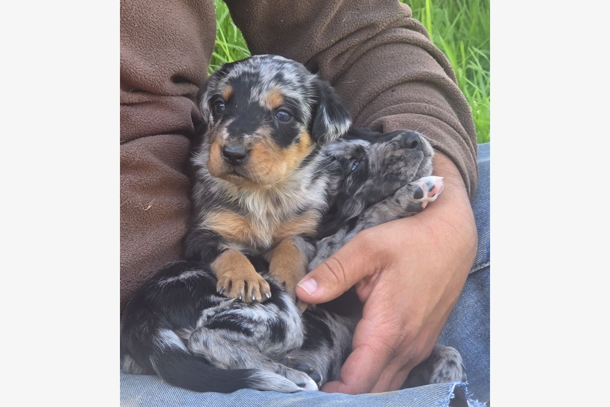 Chiots apparence beauceron  - 30243545_0e3a6cc8a8cffebd02e5bfd81656ec02.jpg