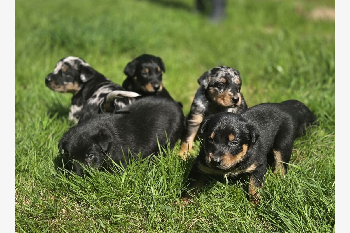 Photo 1 Chiots apparence beauceron 