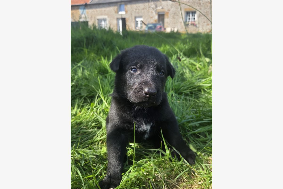 Chiots apparence beauceron  - 30243545_ed4e975fc45e879a76d480561b6265b6.jpg