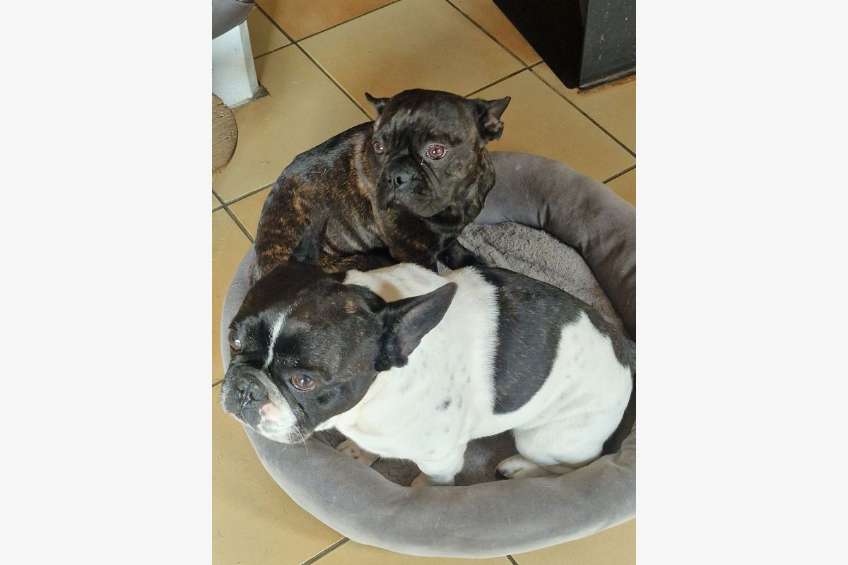 Chiot apparence bouledogue  - 30243576_82f5f760887e300902fd0b80e1d493b7.jpg