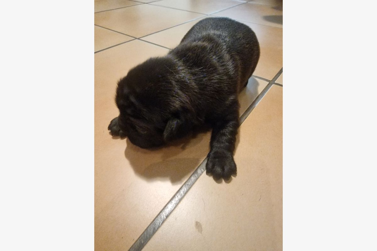 Photo 1 Chiot apparence bouledogue 