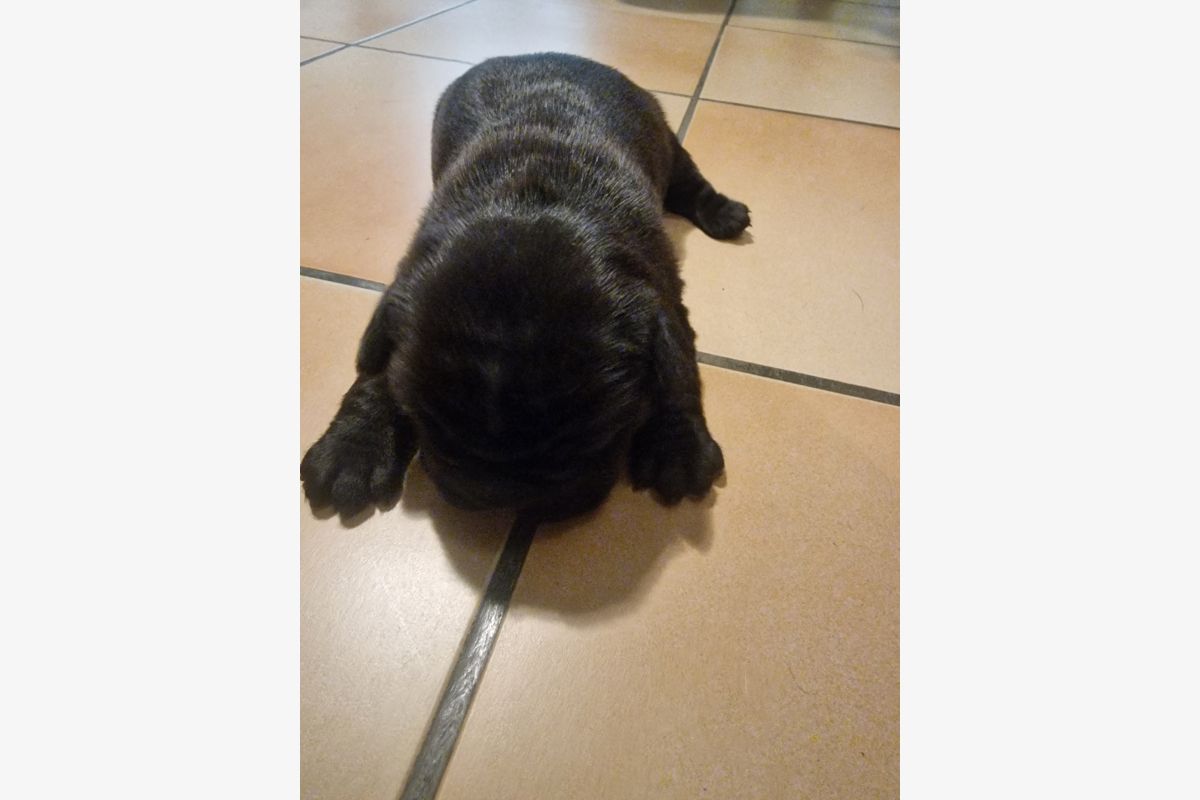 Chiot apparence bouledogue  - 30243576_98b97e8593f4f33b2b6c7544888409a4.jpg