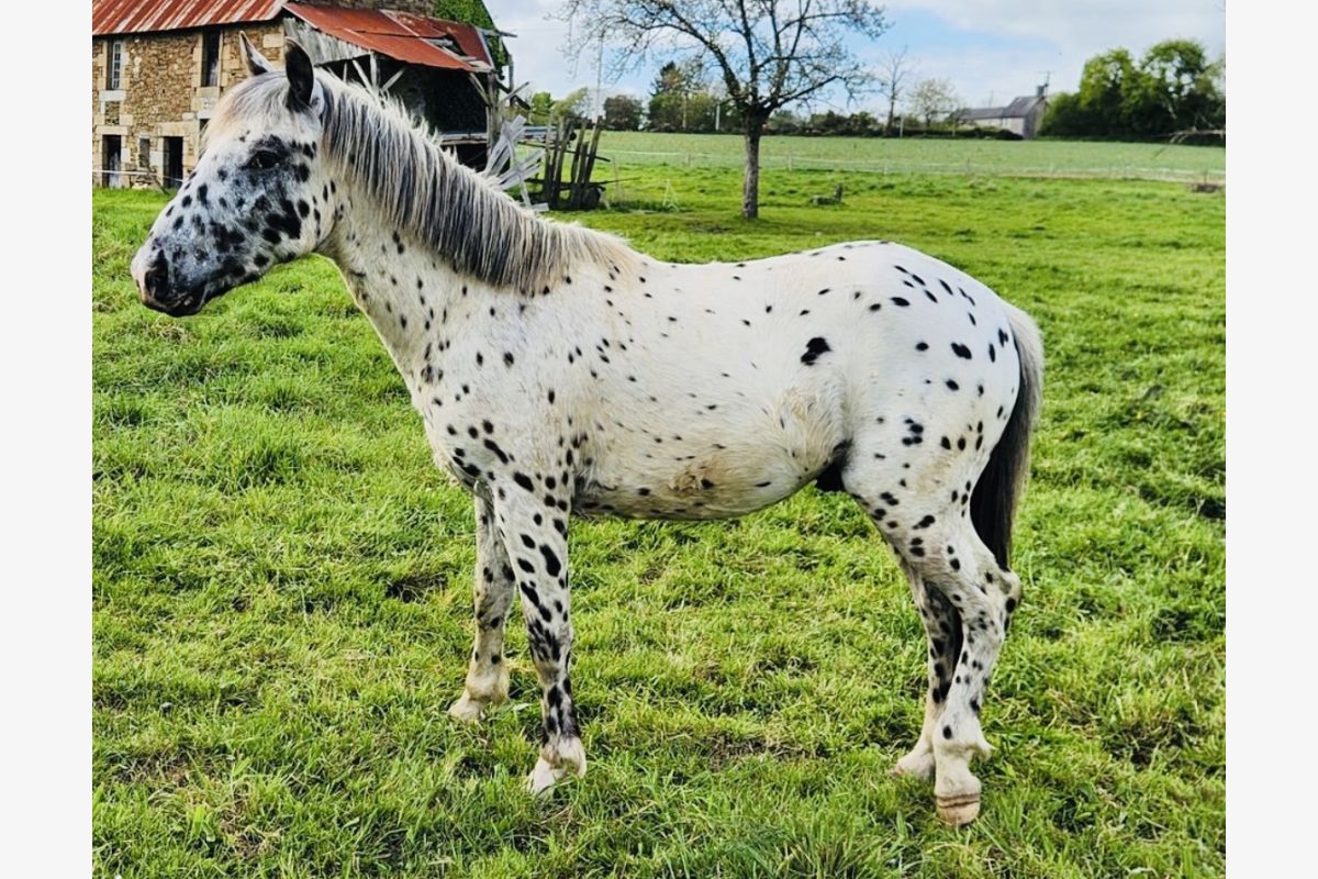 Photo 1 Saillie poney léopard