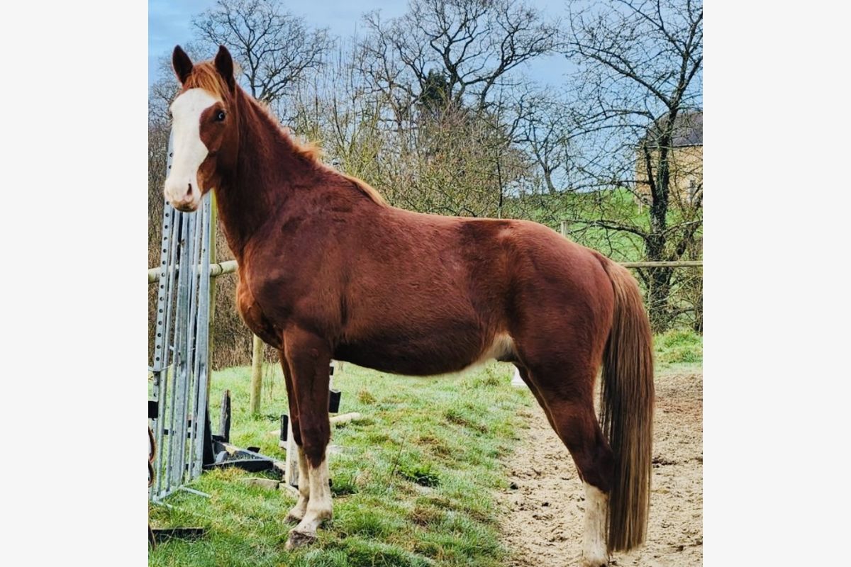 Photo 1 Saillie poney cheval