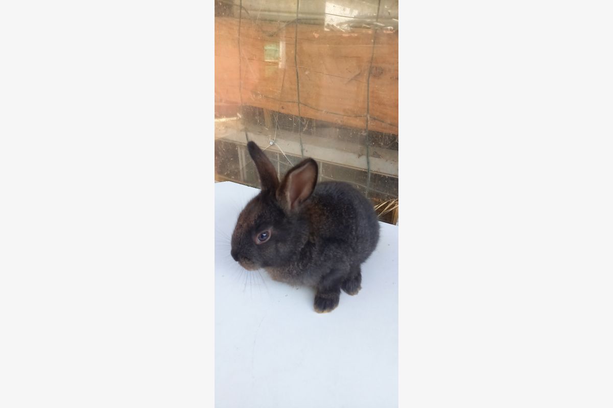 Photo 1 LAPINS COMMUNS DE COMPAGNIE 