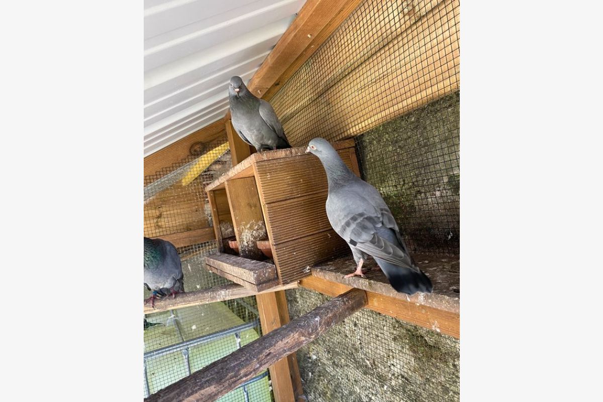 Photo 1 A vendre une vingtaine de palombes 