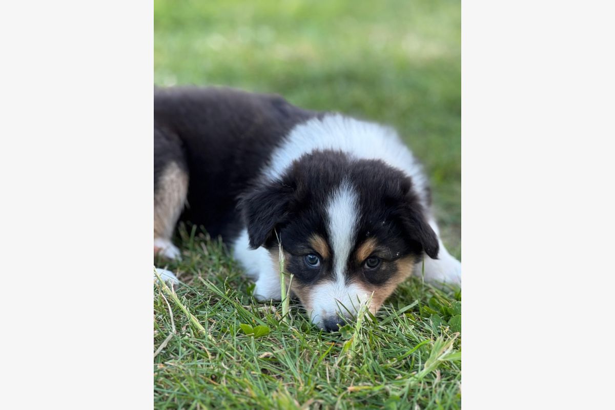 vente Chiots Berger Australien - 30244058_5d0781e91aa9fda65e9f942cc5773cdd.jpg