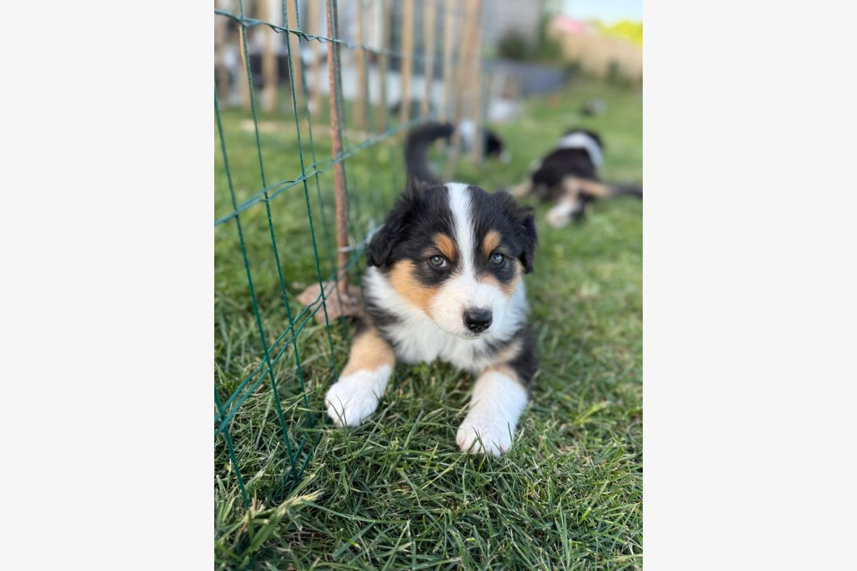 Photo 1 vente Chiots Berger Australien