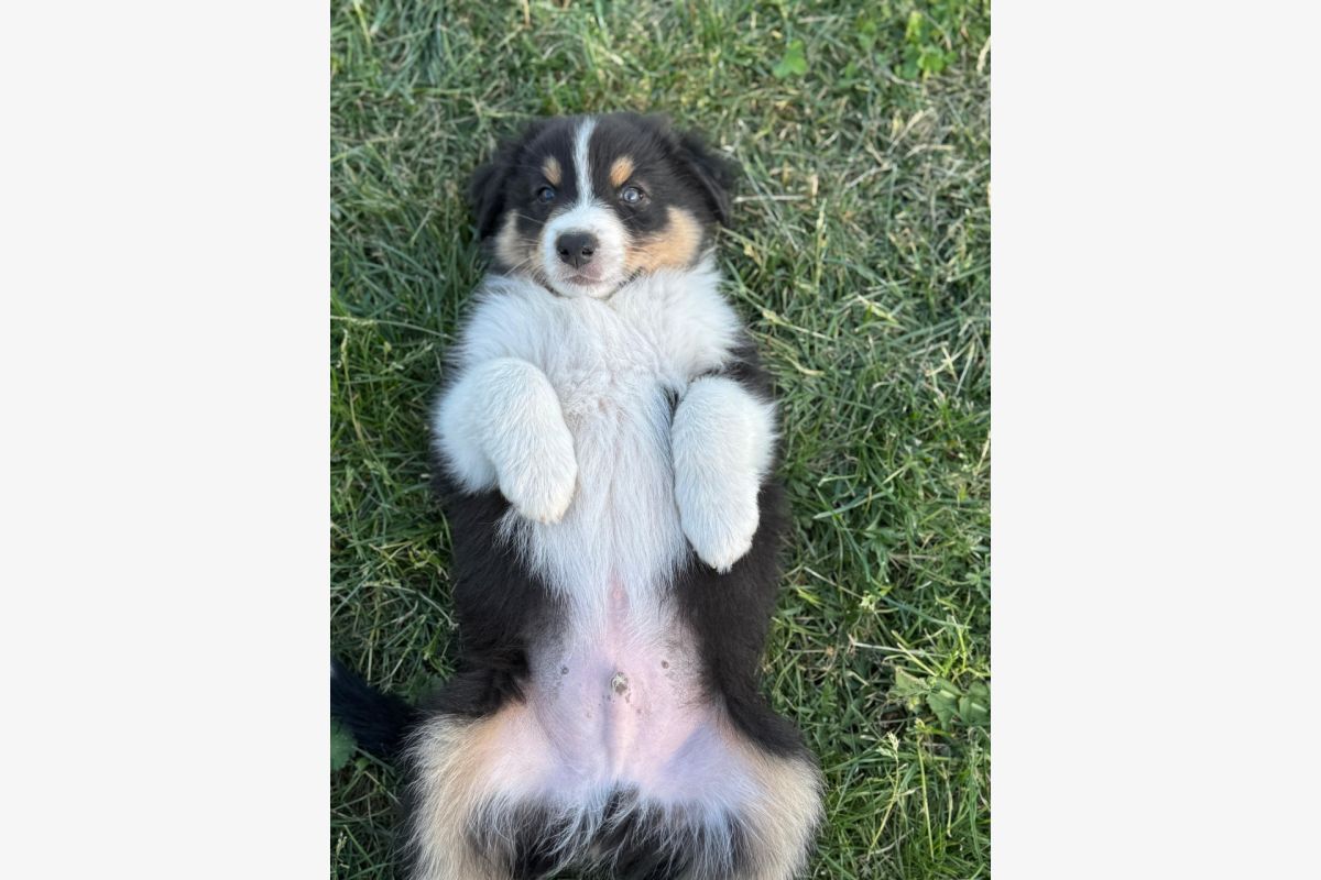 vente Chiots Berger Australien - 30244058_ed3592aade350035b63d73b237a4e749.jpg