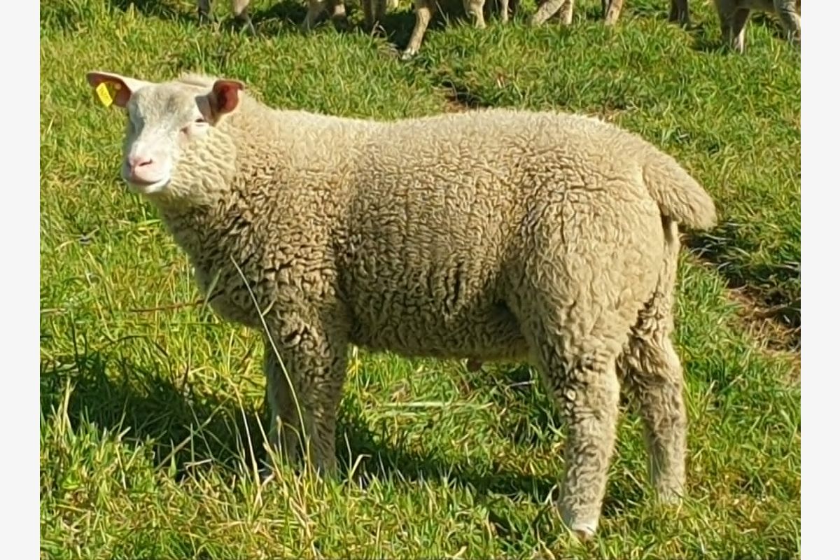 Bélier cotentin - 30244080_10c5cc81dce3d1f9d0ac79e36e63dbfe.jpg