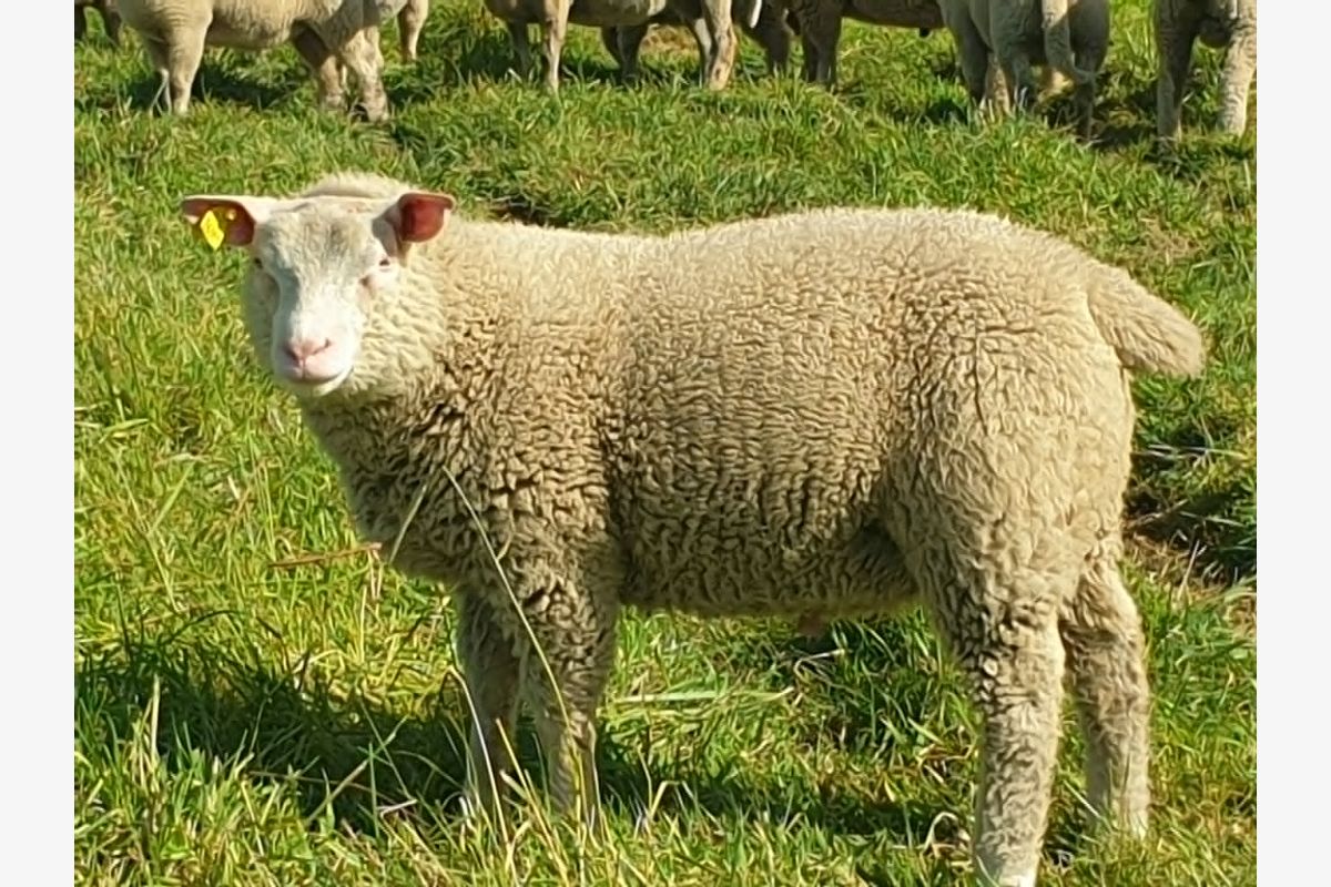 Photo 1 Bélier cotentin
