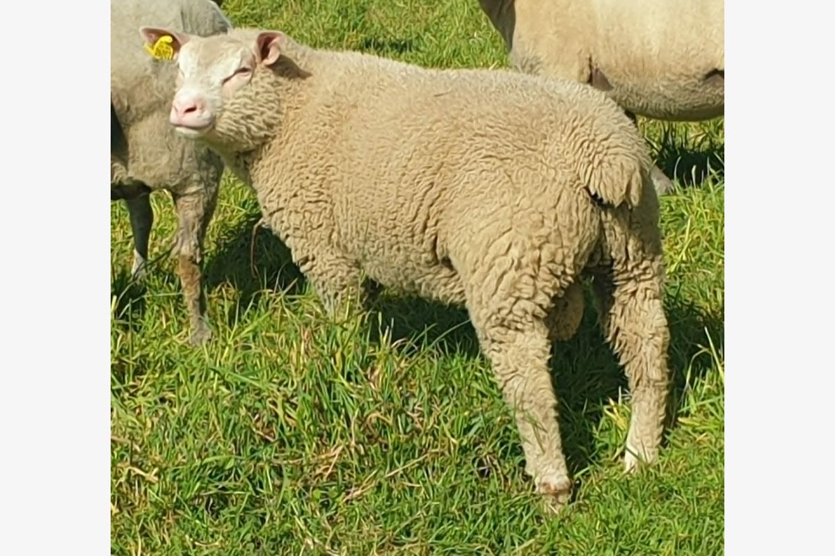 Bélier cotentin - 30244080_df1557907f2f40b5db3007e27f6787e0.jpg