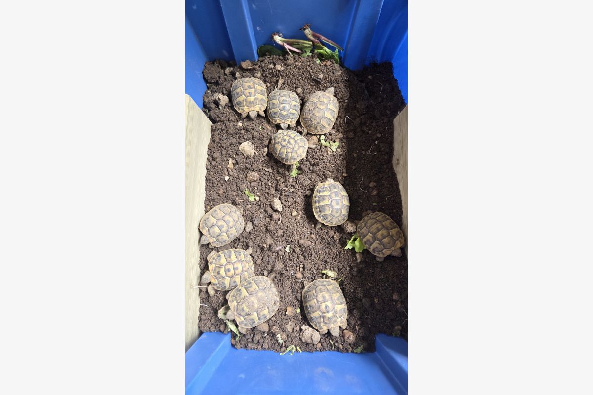 Photo 1 Tortues 