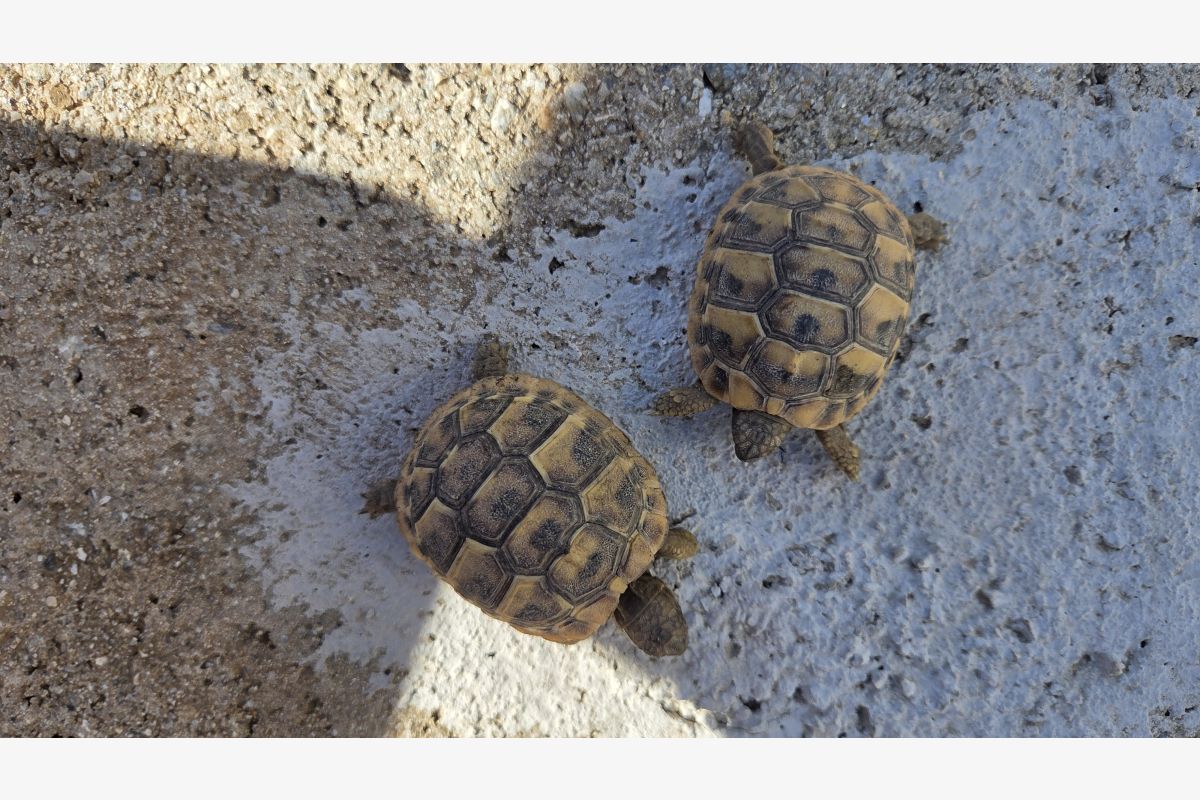 Tortues  - 30244098_bf7da49a84a6b7a85d46b907cd6a45c3.jpg
