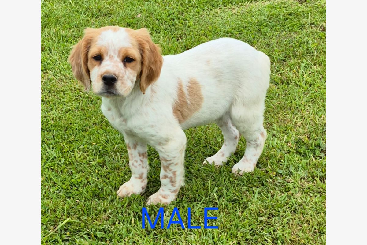 Chiots type épagneul breton  - 30244487_27f17e62d51a696c3fb522b5203916c7.jpg